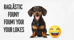 dachshund jokes